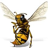 Maksim Wasp