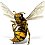 Maksim Wasp